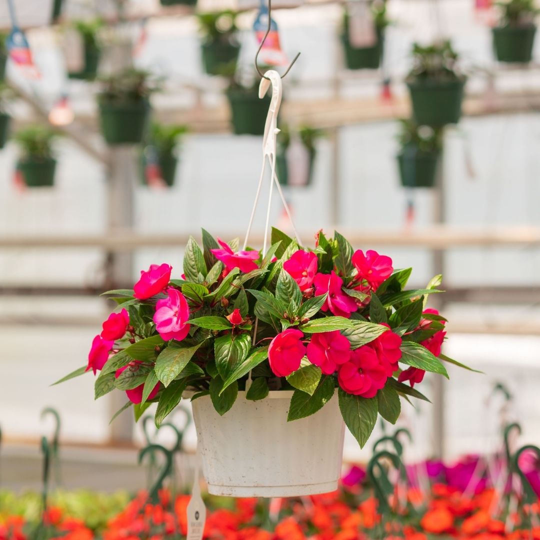 New Guinea Impatiens – Super Sonic Pink – 10″ Hanging Basket